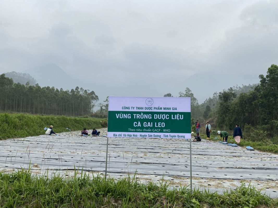 Vùng trồng dược liệu Tuyên Quang